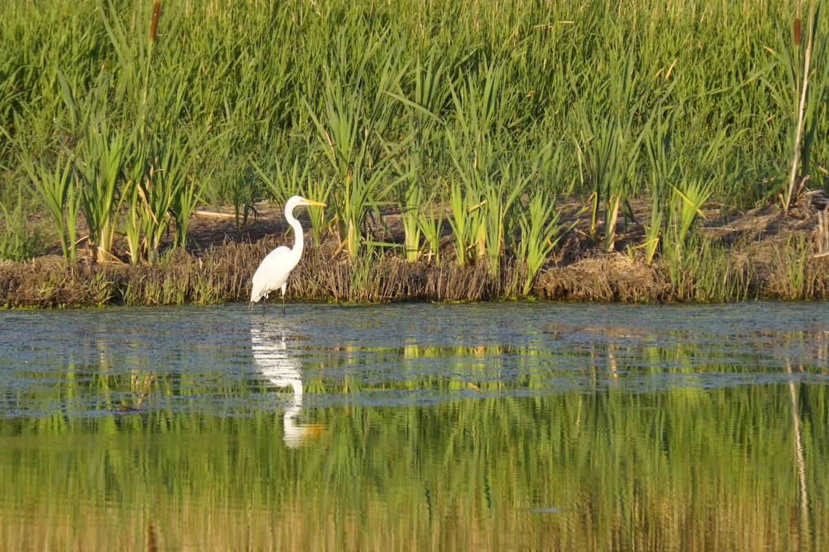 Great Egret - ML622219365