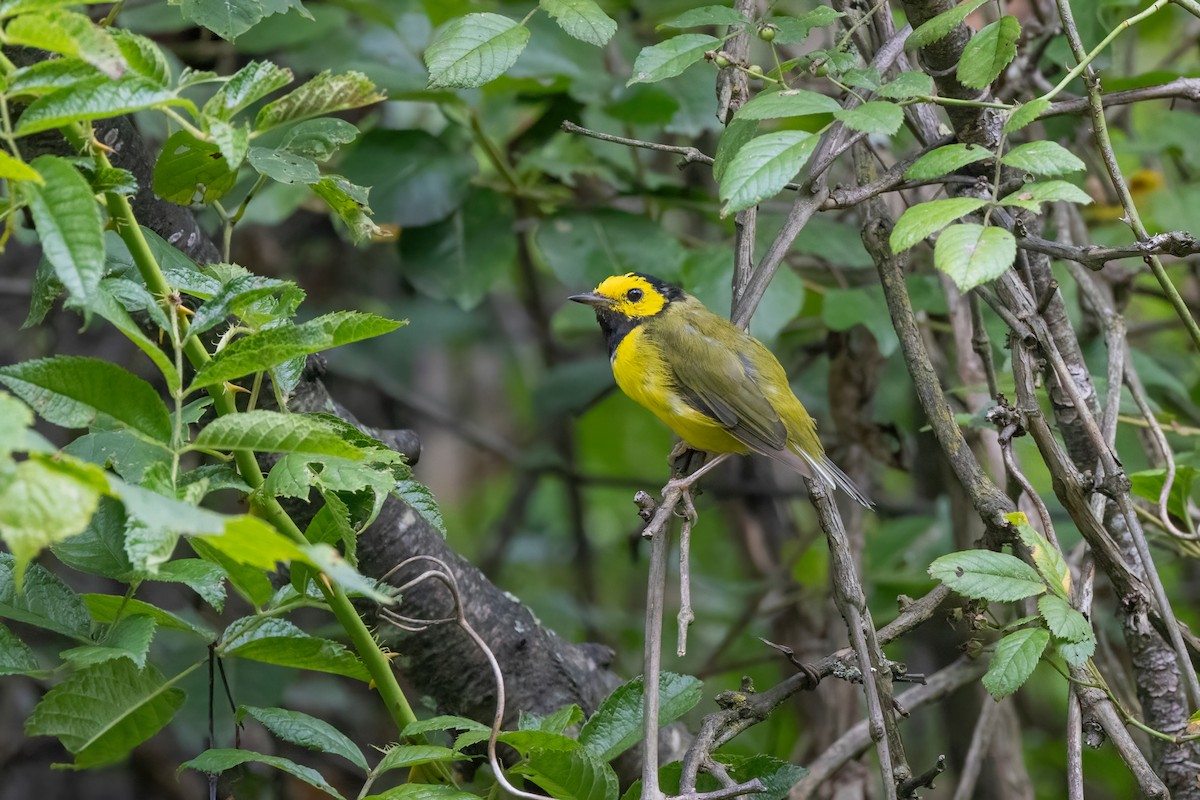 Hooded Warbler - ML622219384