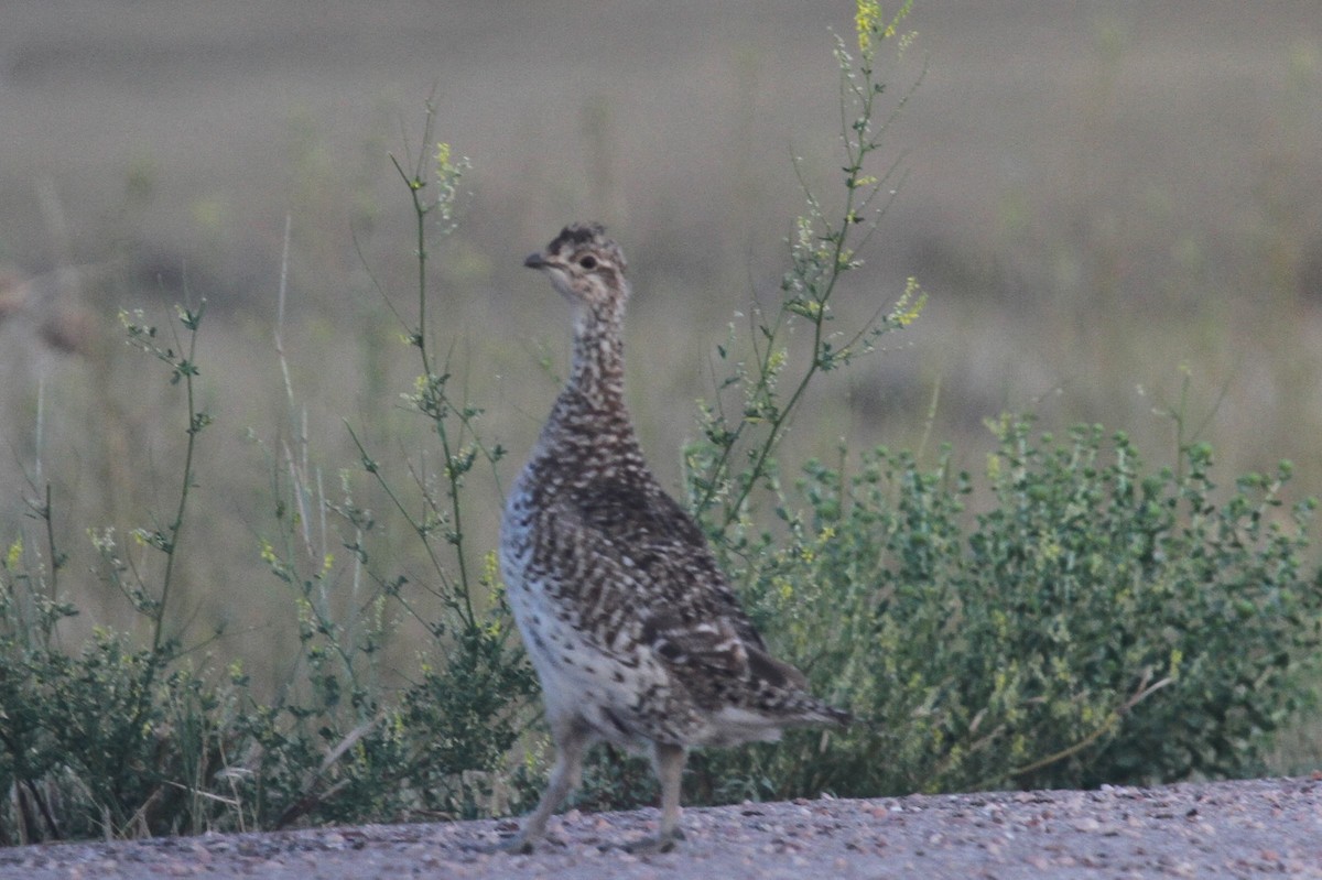 Sharp-tailed Grouse - ML622219396