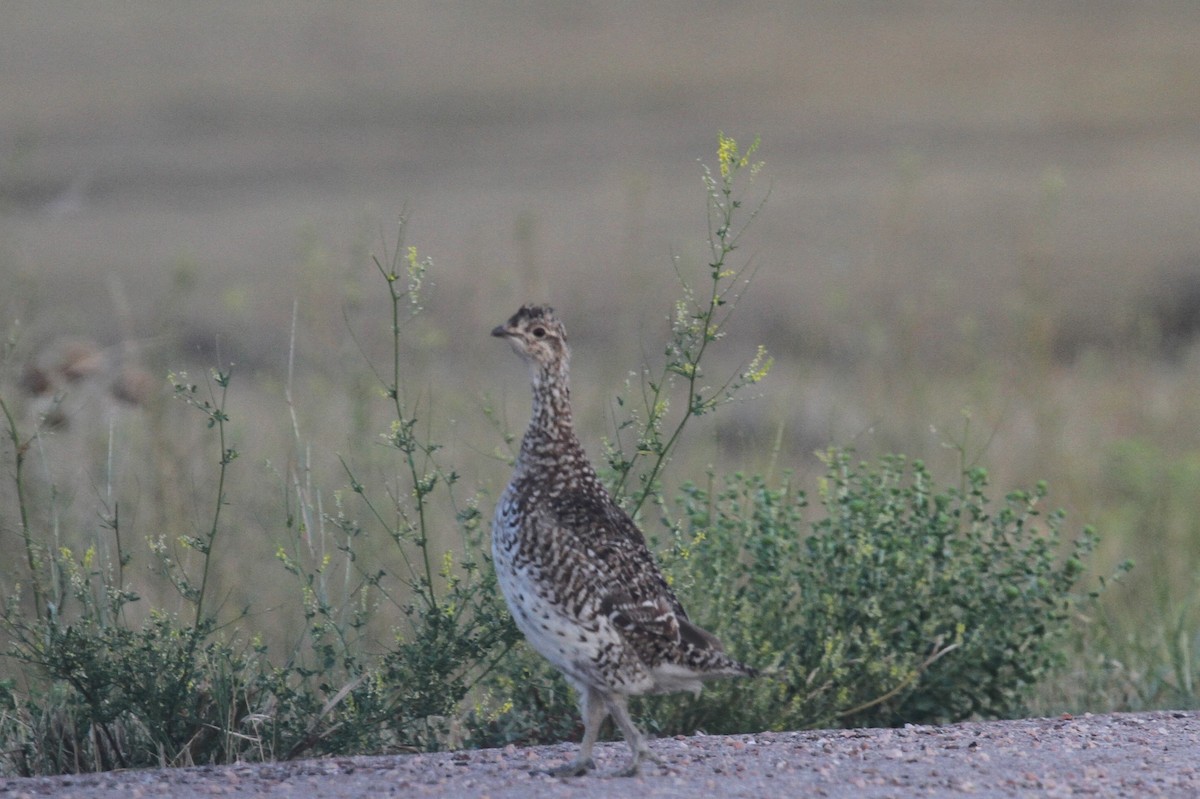 Sharp-tailed Grouse - ML622219397