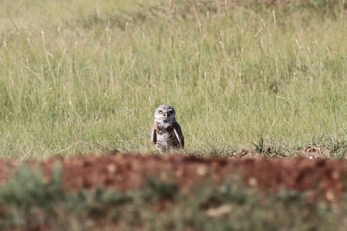 Burrowing Owl - ML622219402