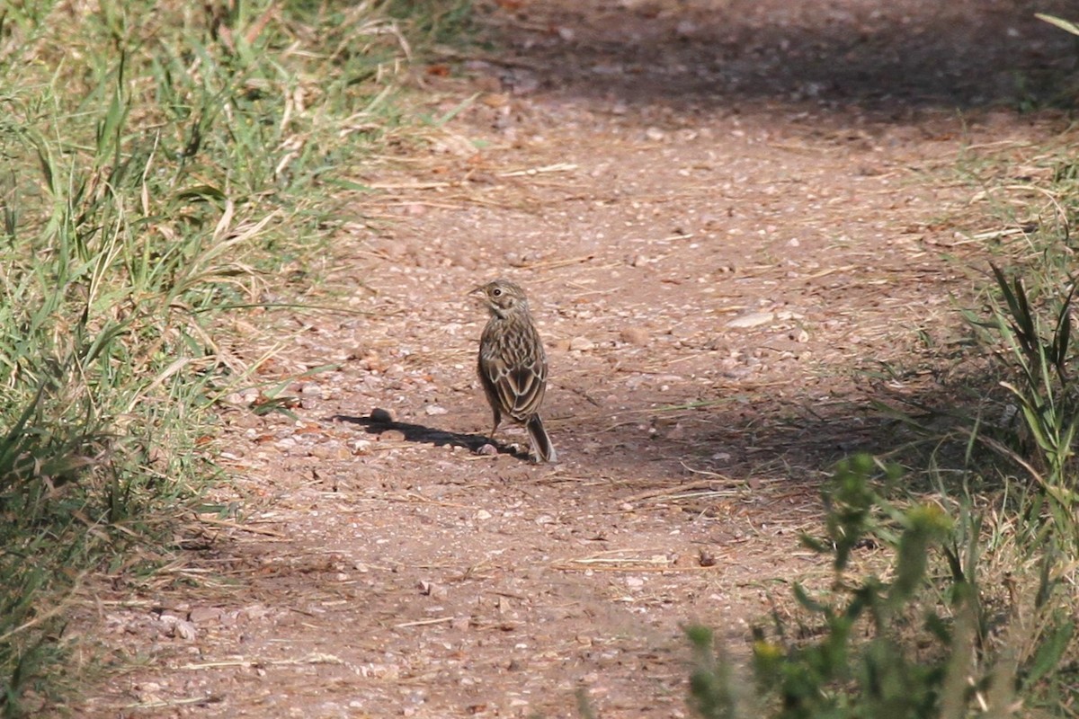 Chestnut-collared Longspur - ML622219420