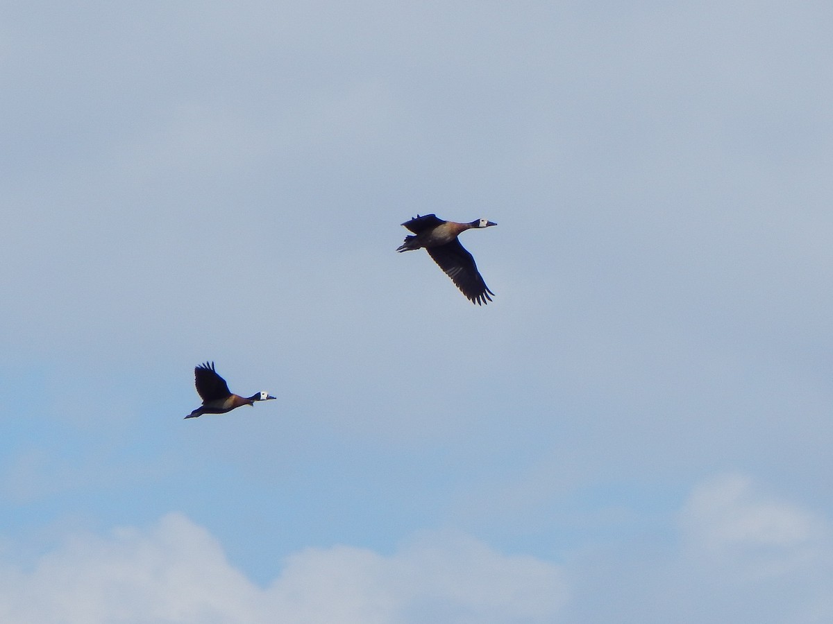 White-faced Whistling-Duck - ML622219421