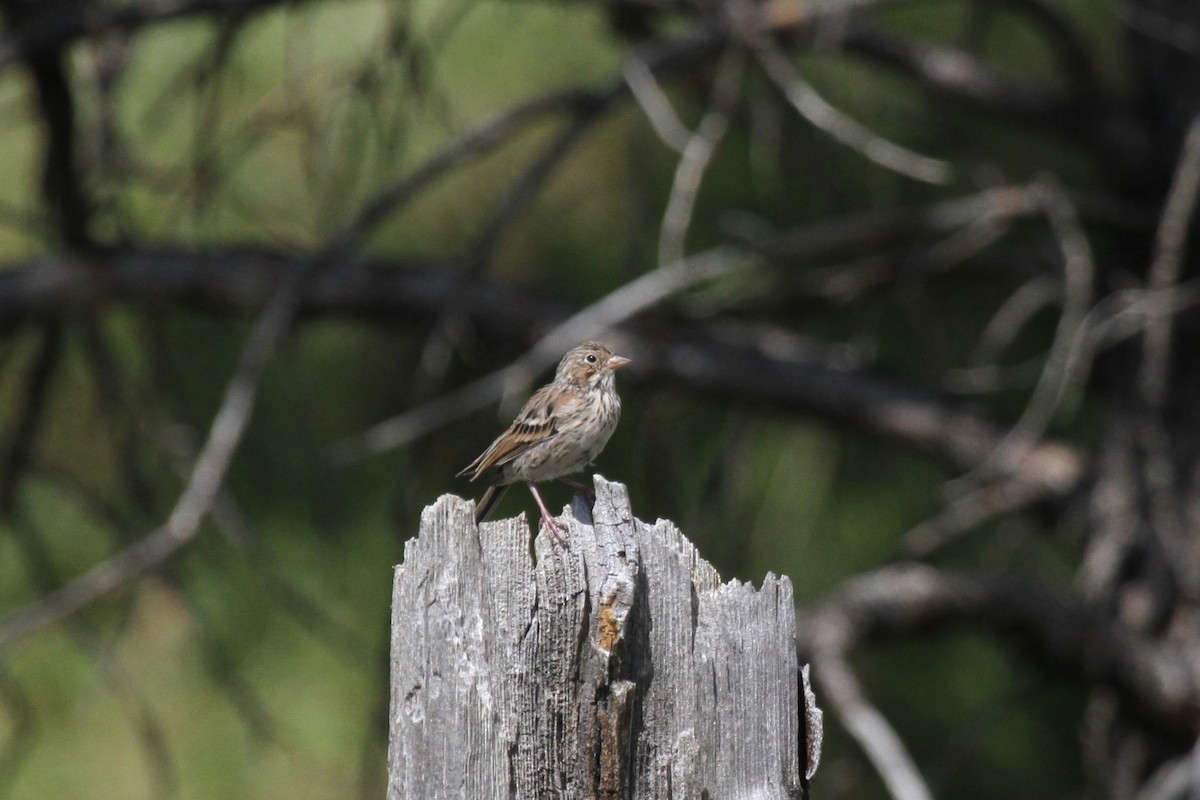 Vesper Sparrow - ML622219438