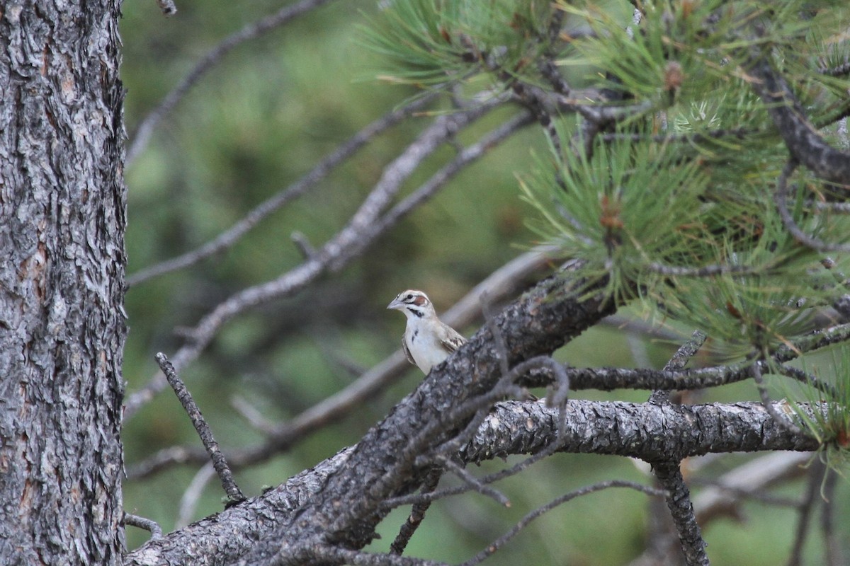 Lark Sparrow - Kirk Olson