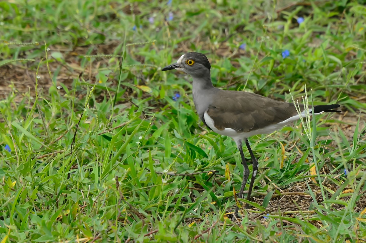 Senegal Lapwing - ML622219449