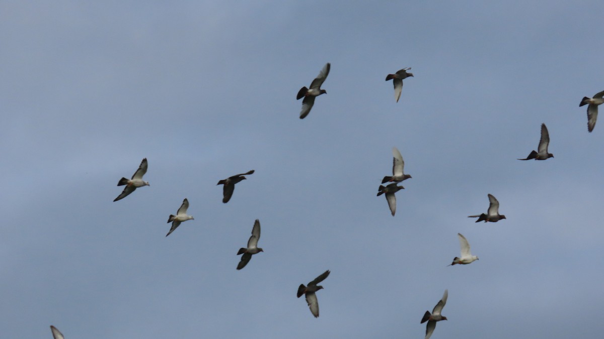 Rock Pigeon (Feral Pigeon) - ML622219453