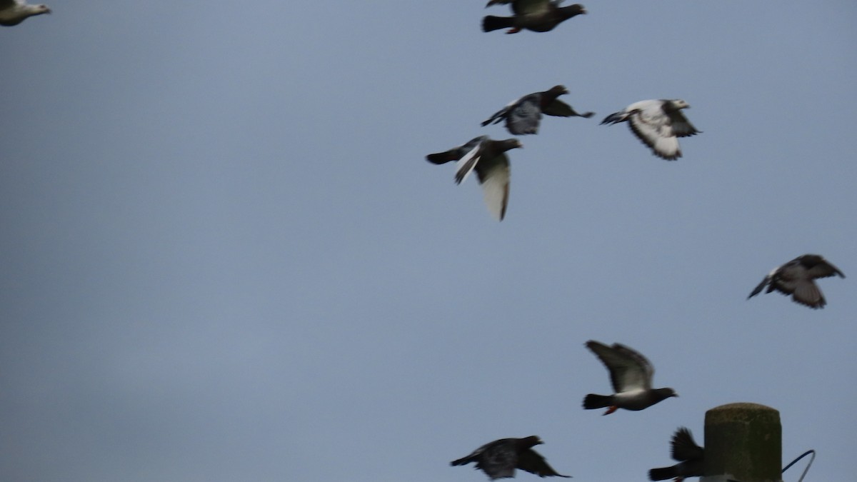 Rock Pigeon (Feral Pigeon) - ML622219454