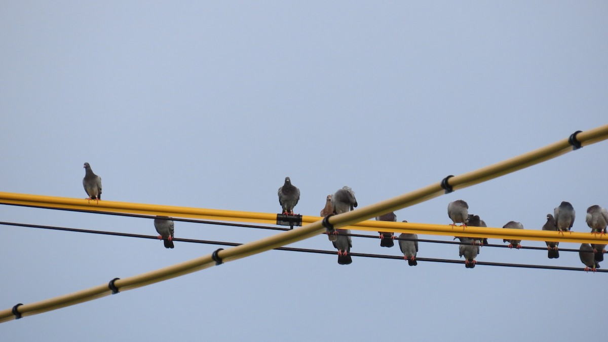 Rock Pigeon (Feral Pigeon) - ML622219456