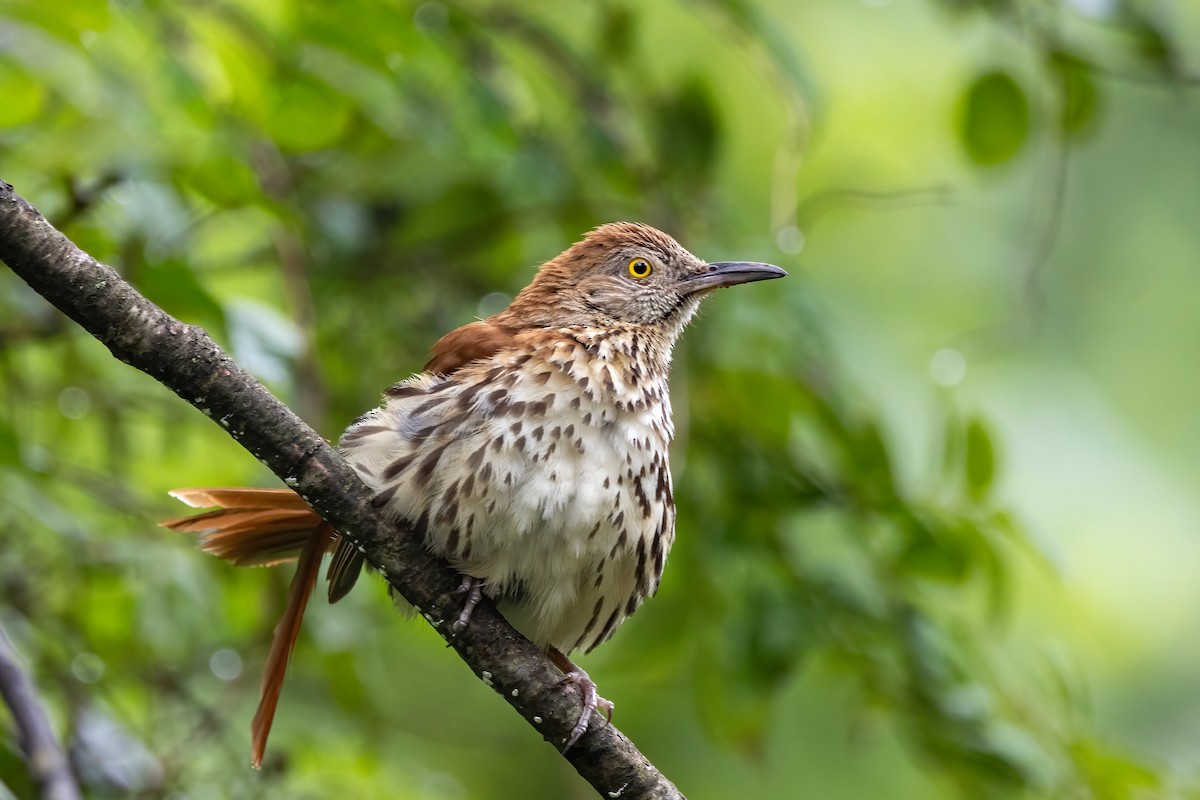 Brown Thrasher - ML622219475