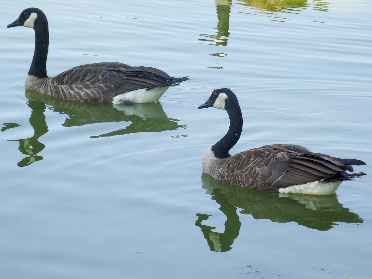 Canada Goose - John Tollefson