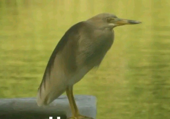 Indian Pond-Heron - ML622219598