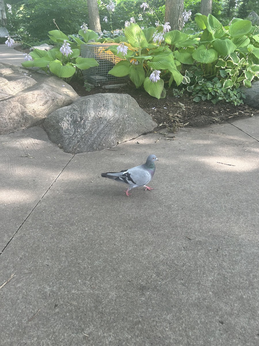 Rock Pigeon (Feral Pigeon) - ML622219609