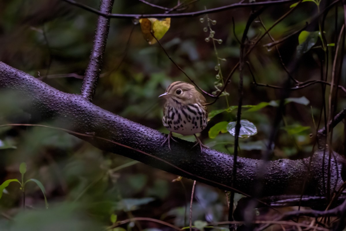 Ovenbird - ML622219693