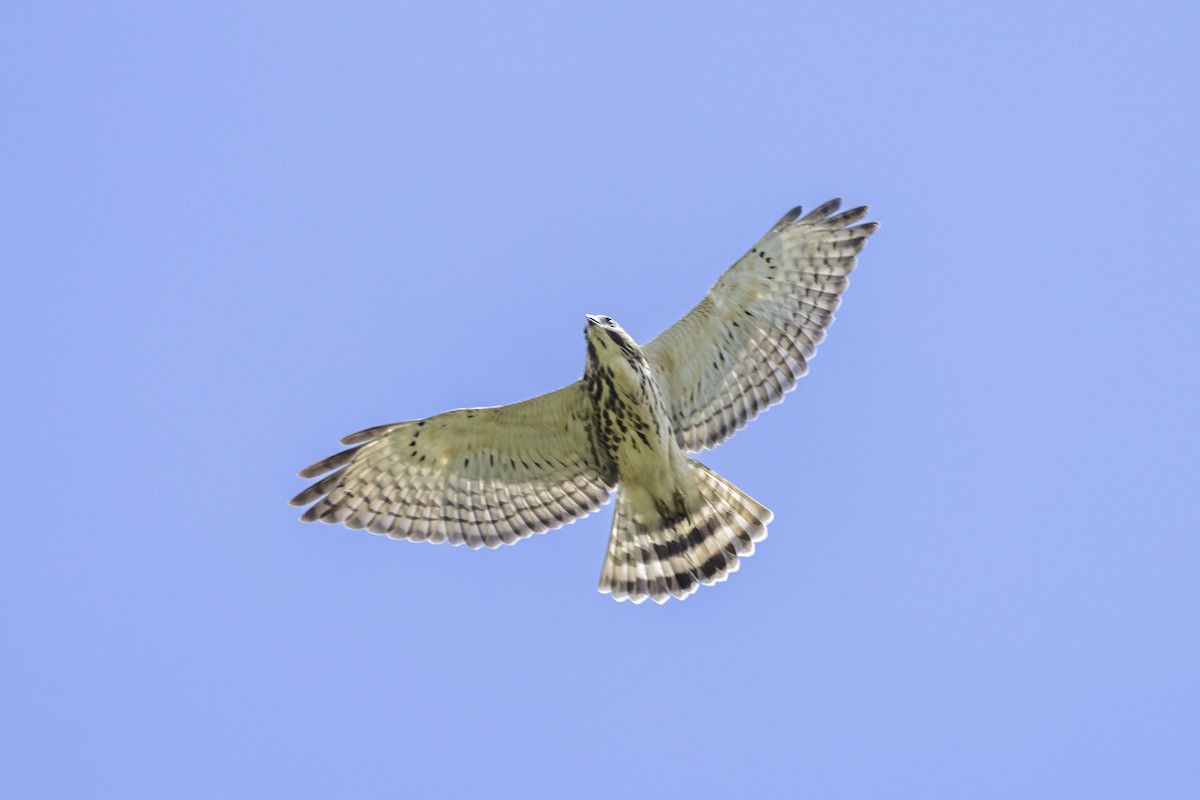 Broad-winged Hawk - ML622219862