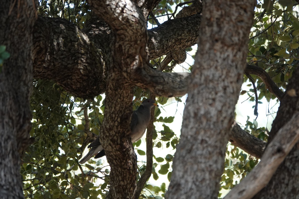 Band-tailed Pigeon - ML622220052