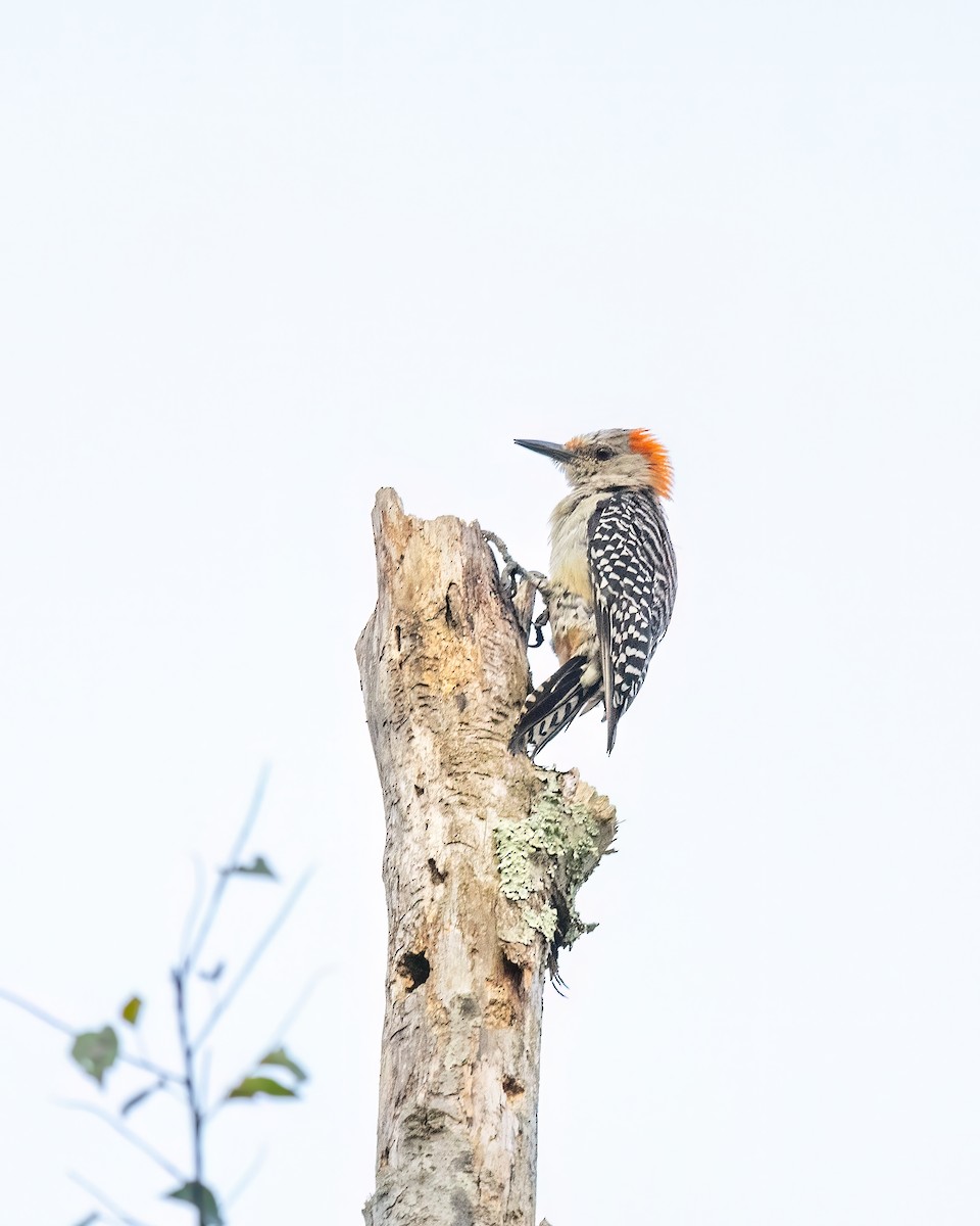 Red-bellied Woodpecker - ML622220121