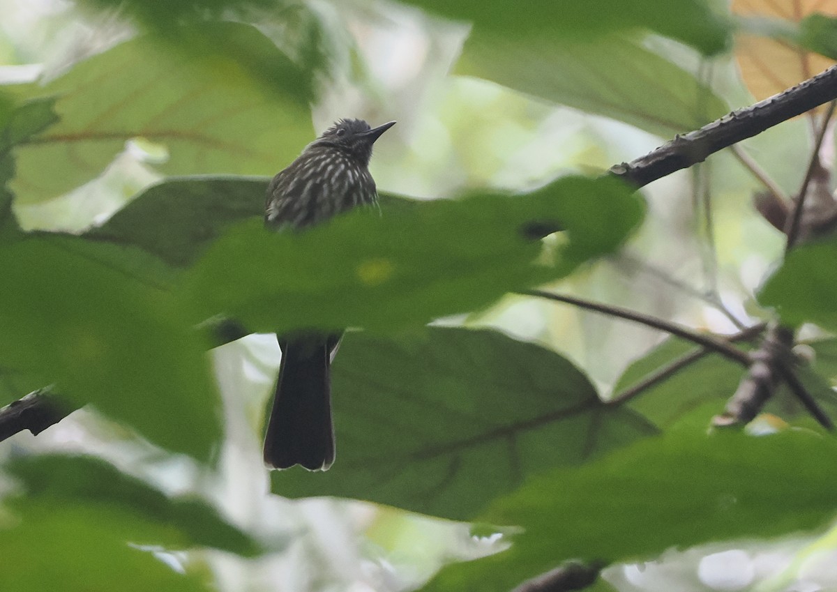 Sumatran Bulbul - ML622220172