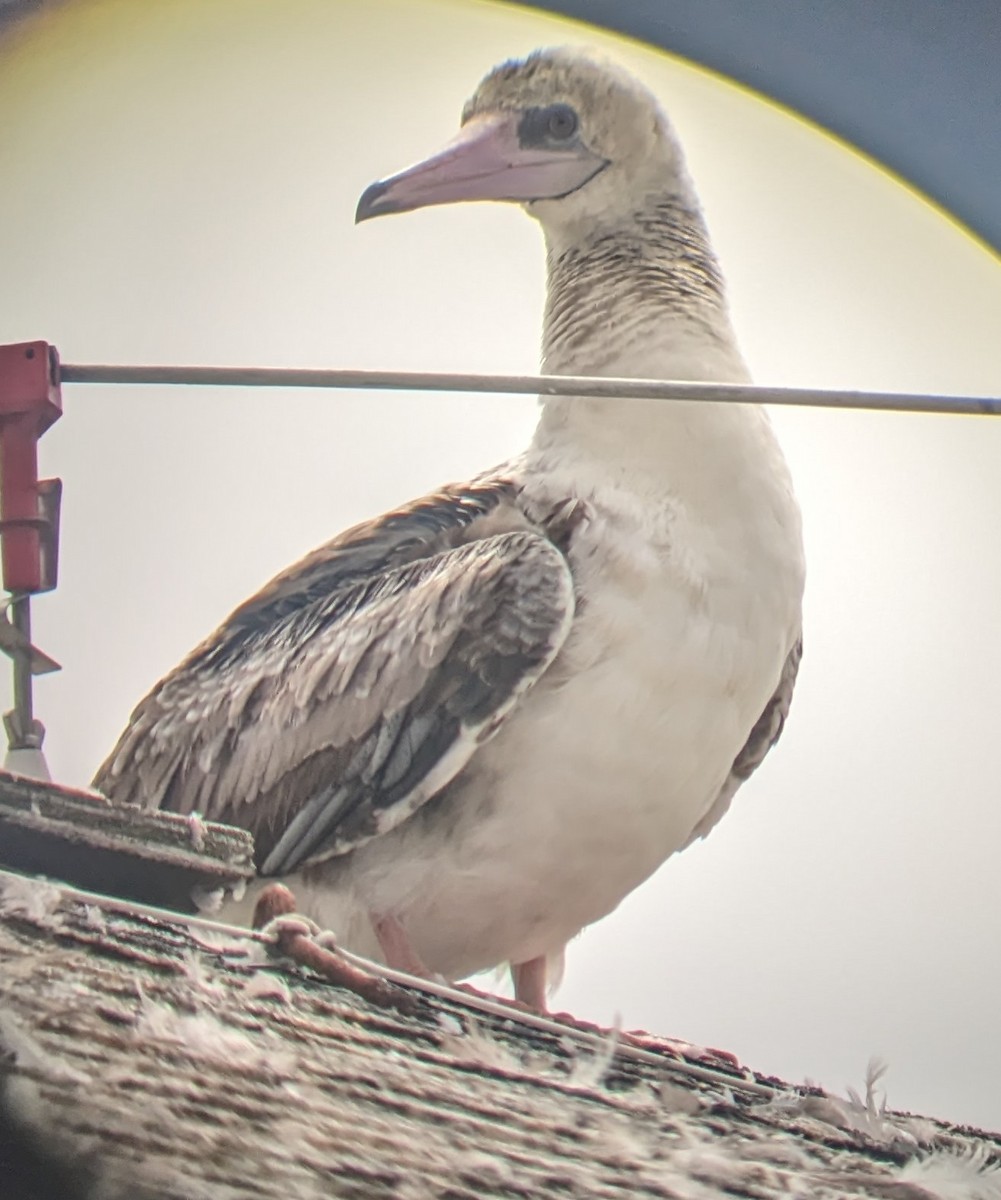 Red-footed Booby - ML622220179