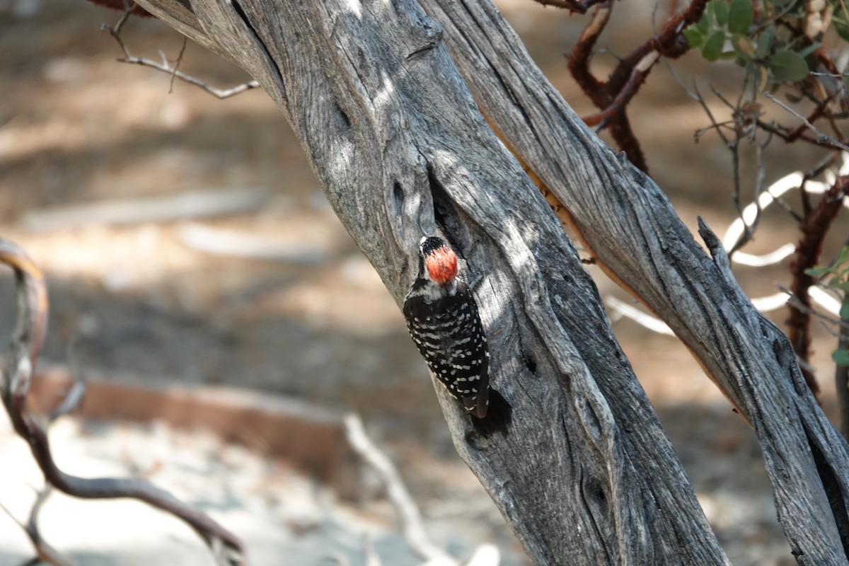 Nuttall's Woodpecker - ML622220191