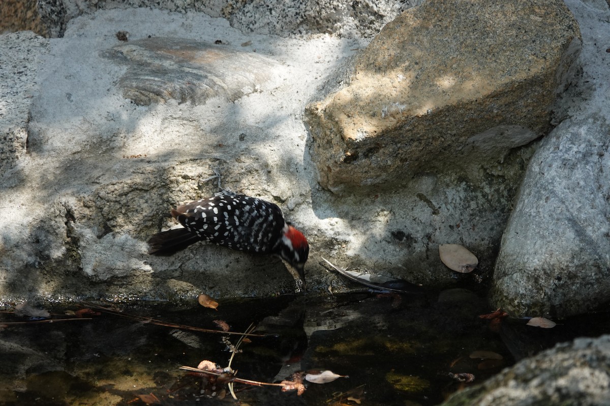 Nuttall's Woodpecker - ML622220192