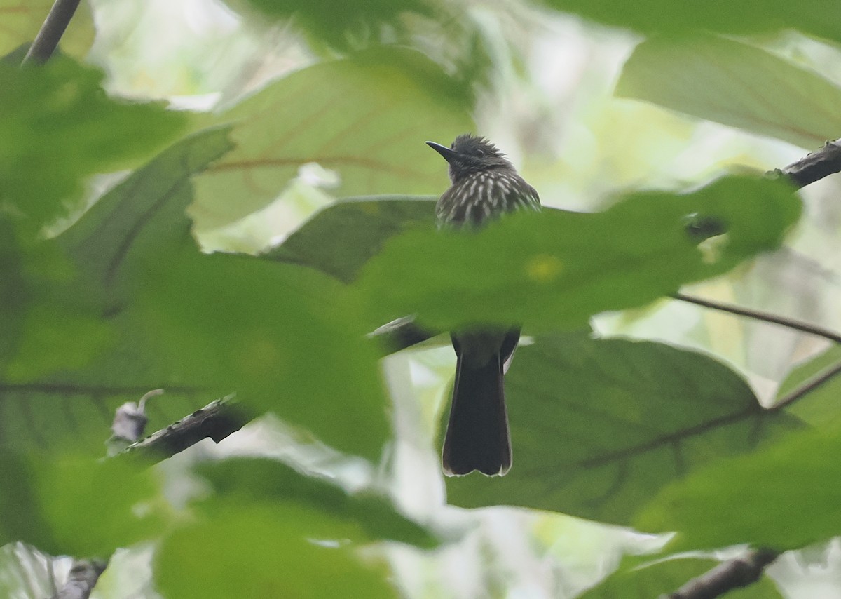 Sumatran Bulbul - ML622220208