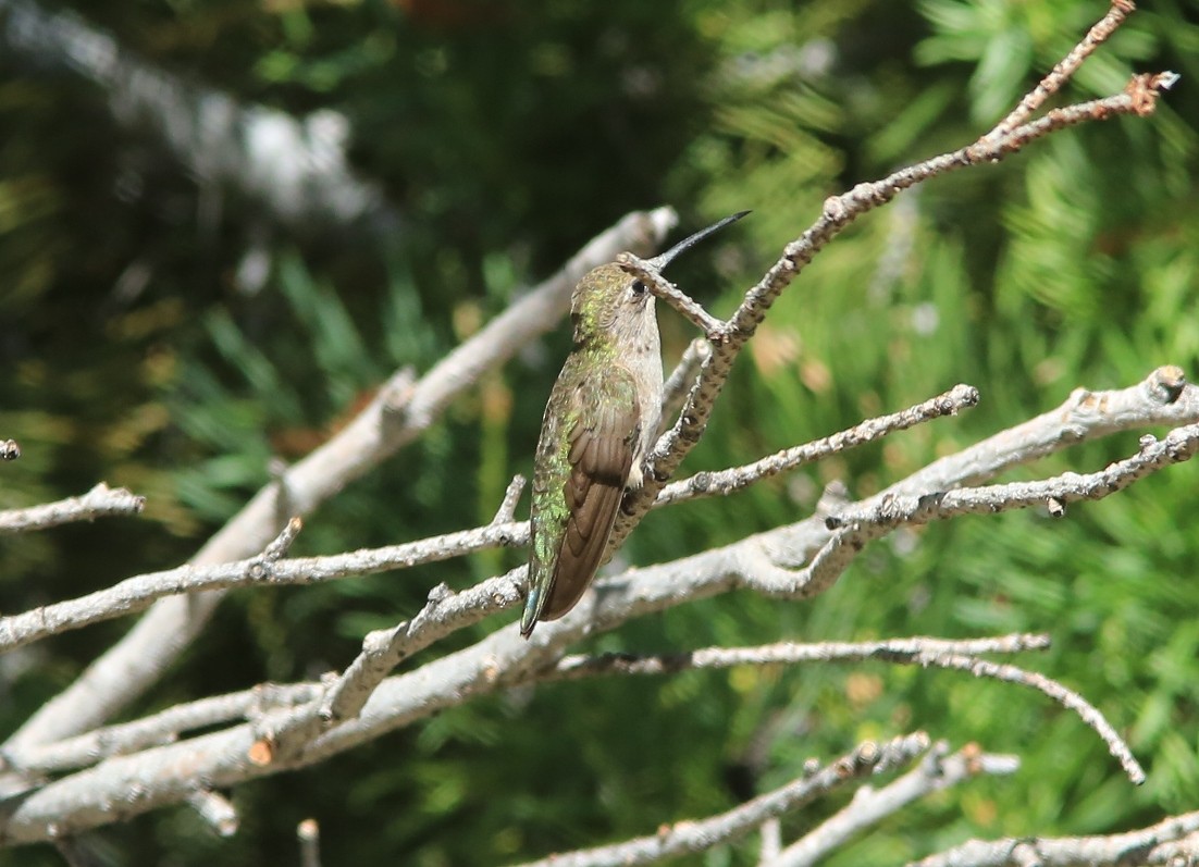 Black-chinned Hummingbird - ML62222021