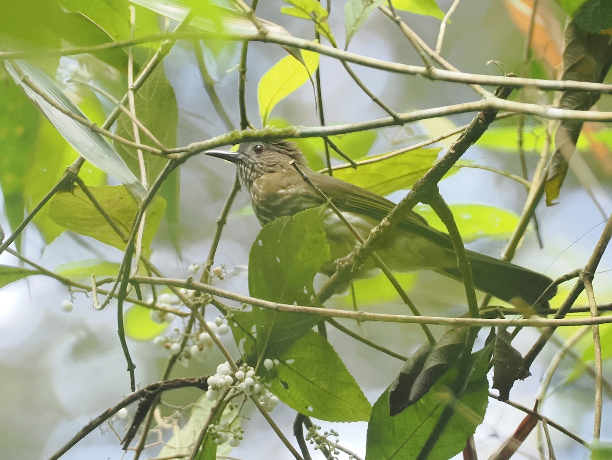 Sumatran Bulbul - ML622220267