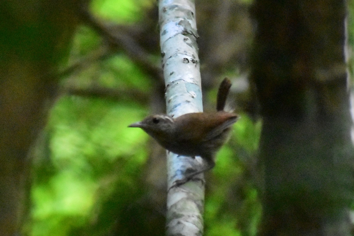 White-bellied Wren - ML622220270