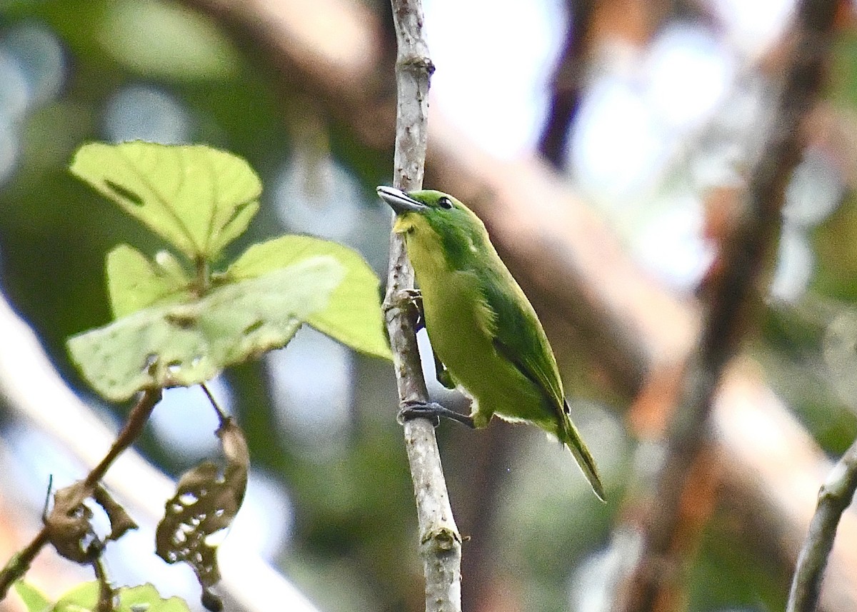 Green Shrike-Vireo - ML622220273