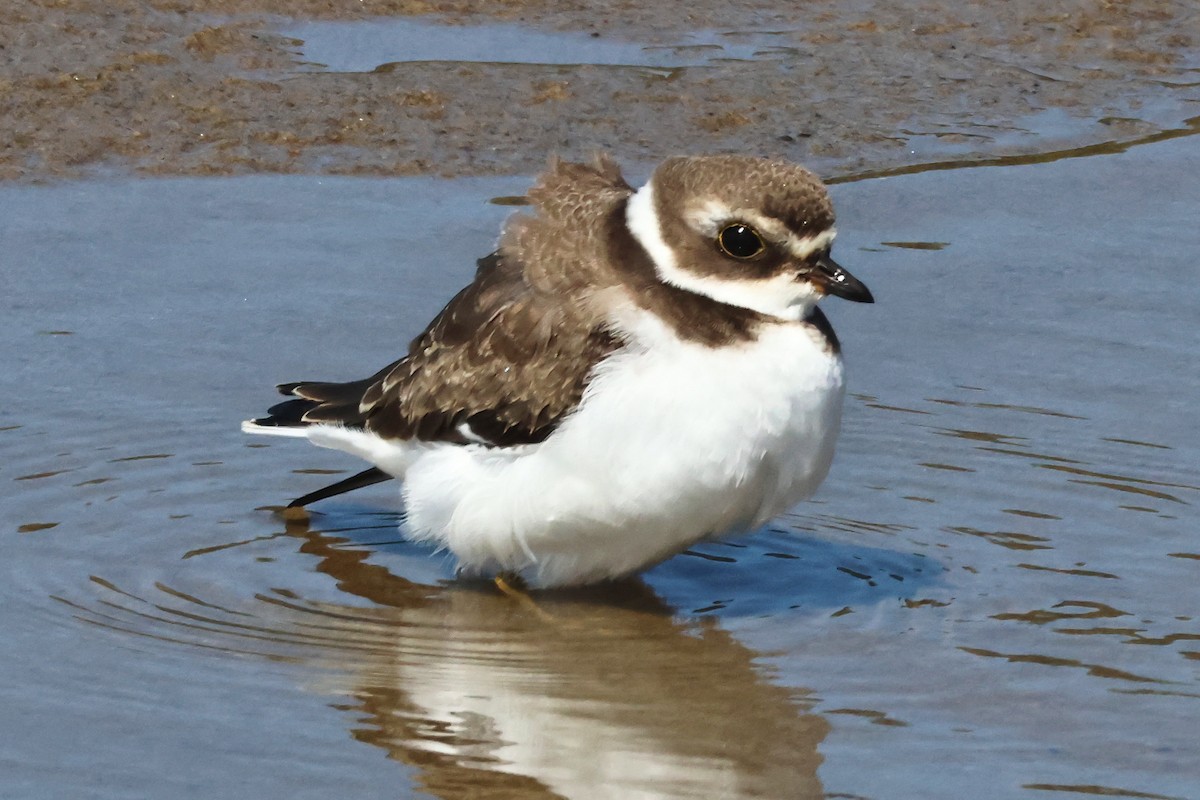 Semipalmated Plover - ML622220286