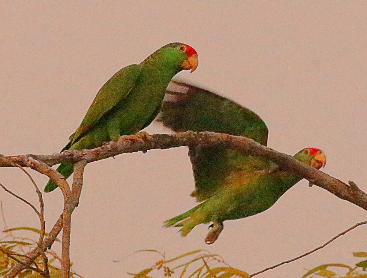 Red-crowned Parrot - ML622220347