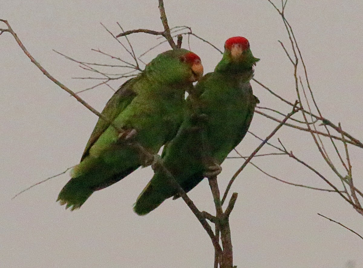 Red-crowned Parrot - ML622220351