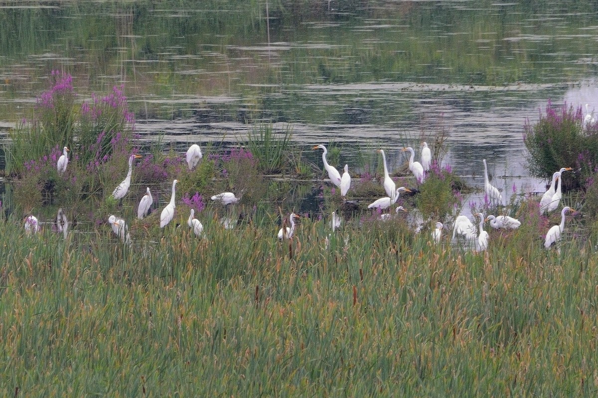 Great Egret - ML622220356