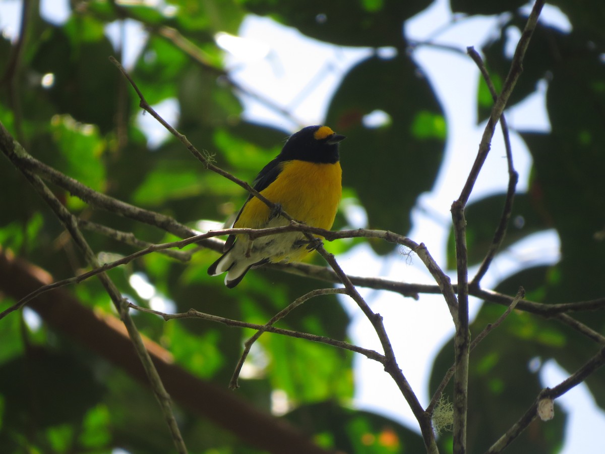 White-vented Euphonia - ML622220376