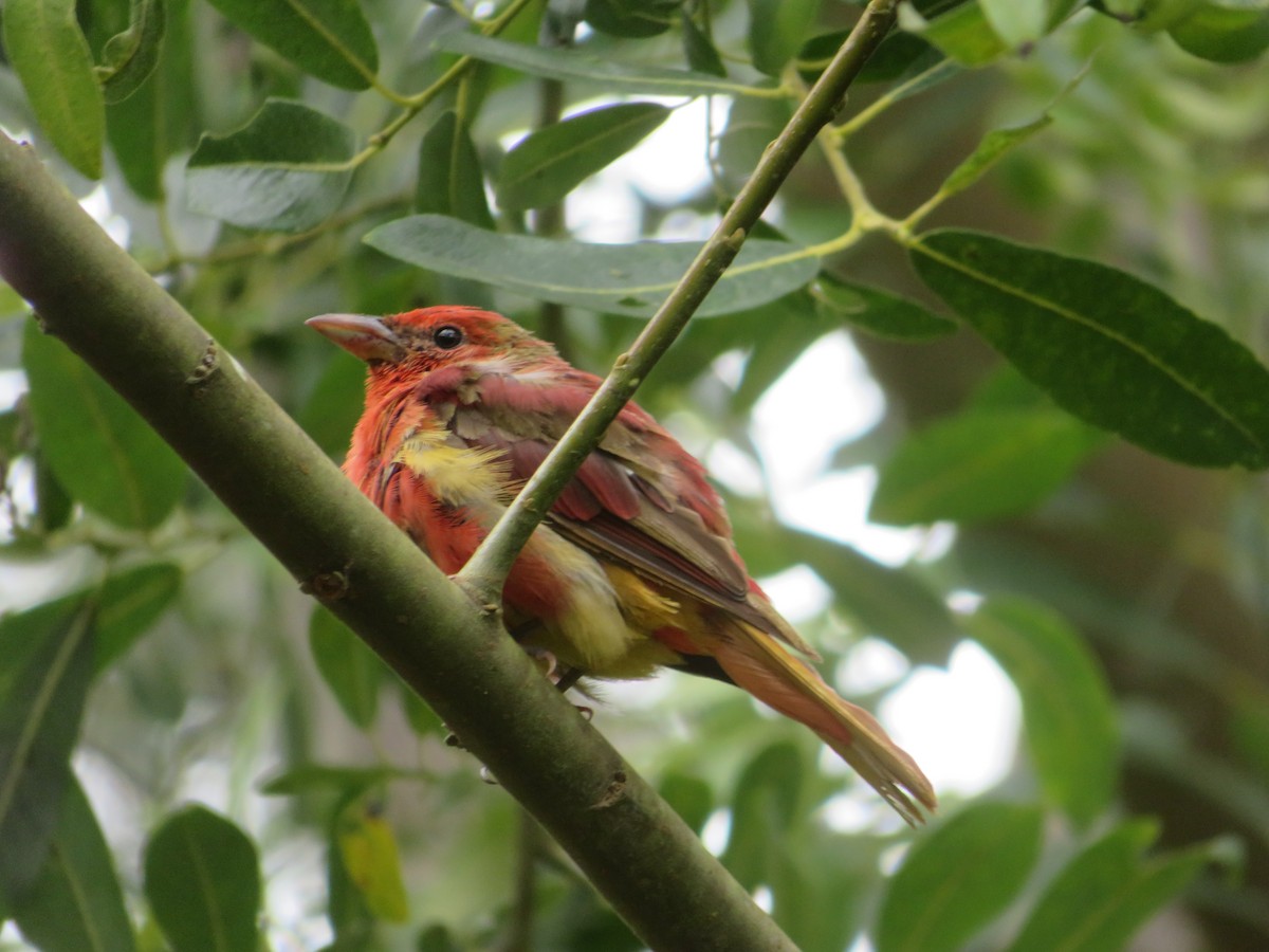 Summer Tanager - ML622220417