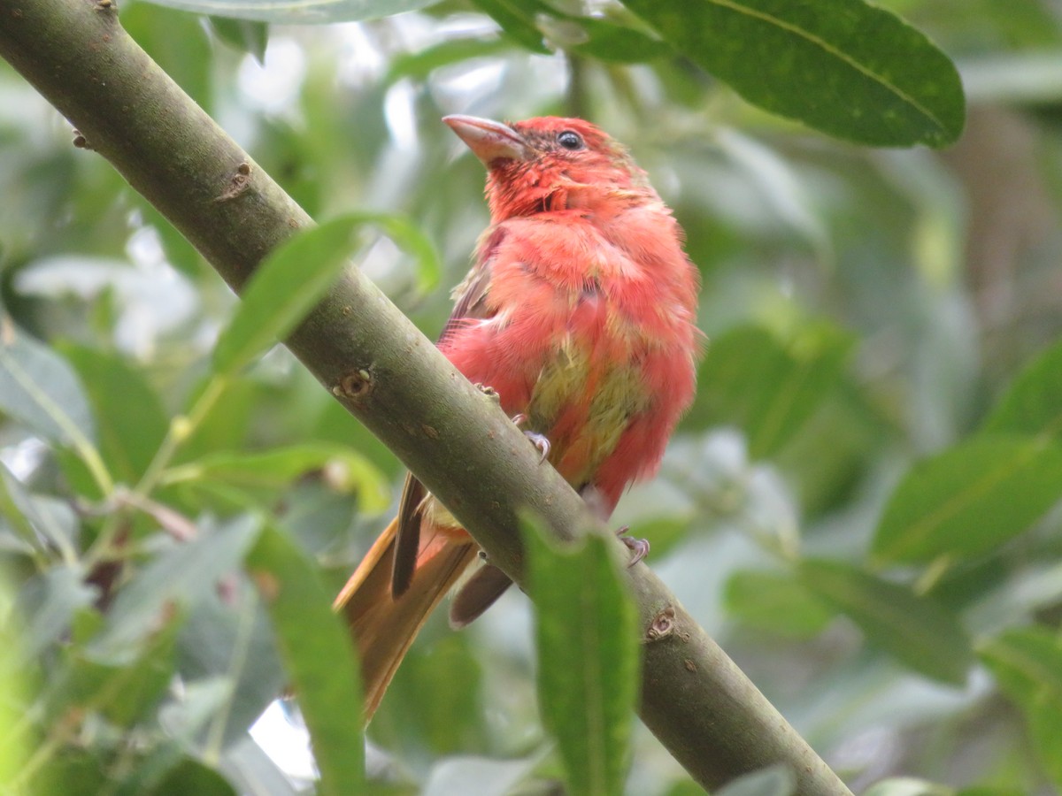Summer Tanager - ML622220419