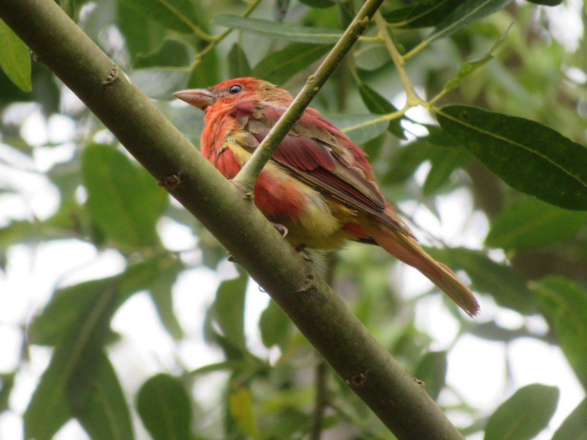 Summer Tanager - ML622220420