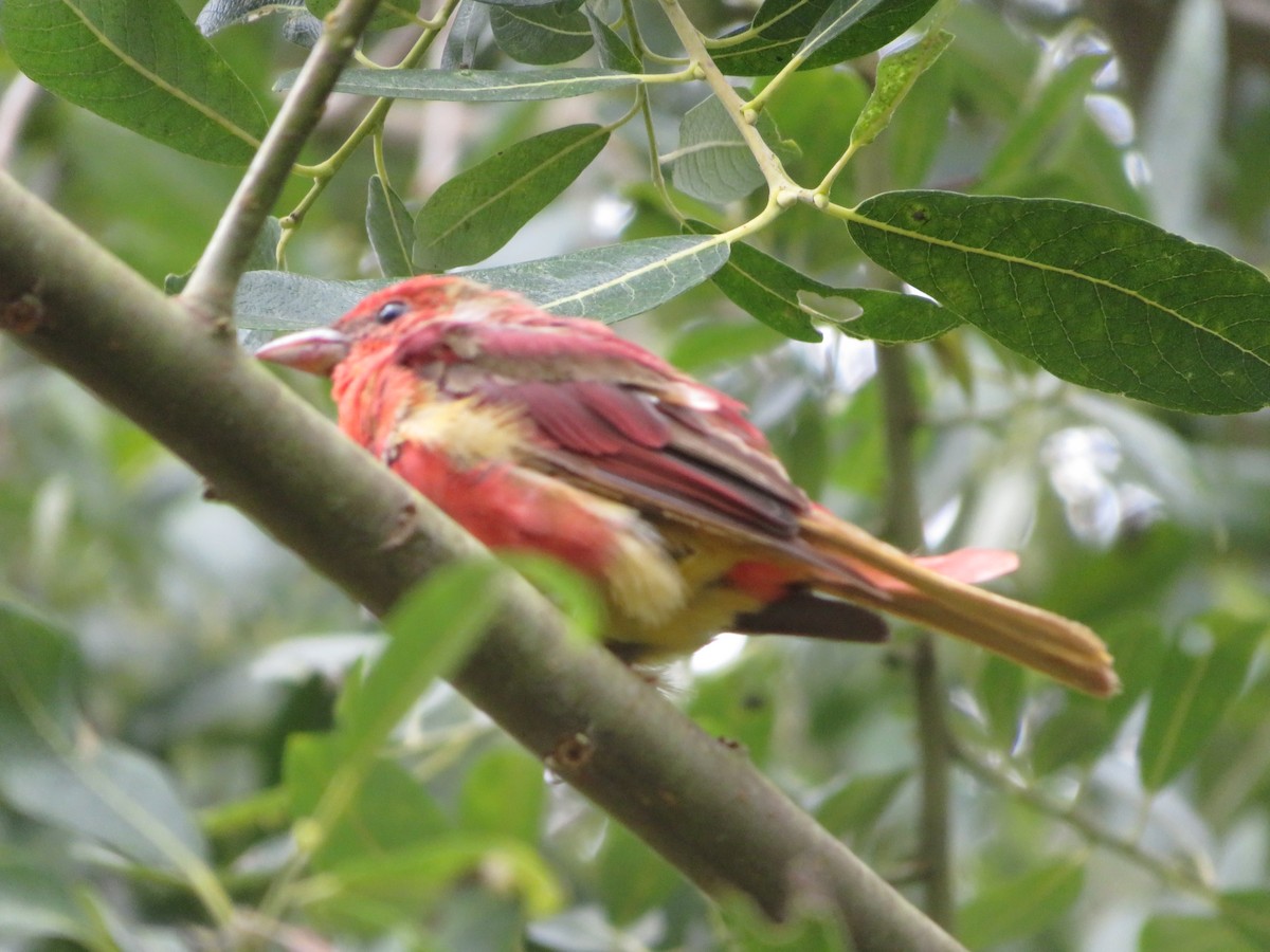 Summer Tanager - ML622220421