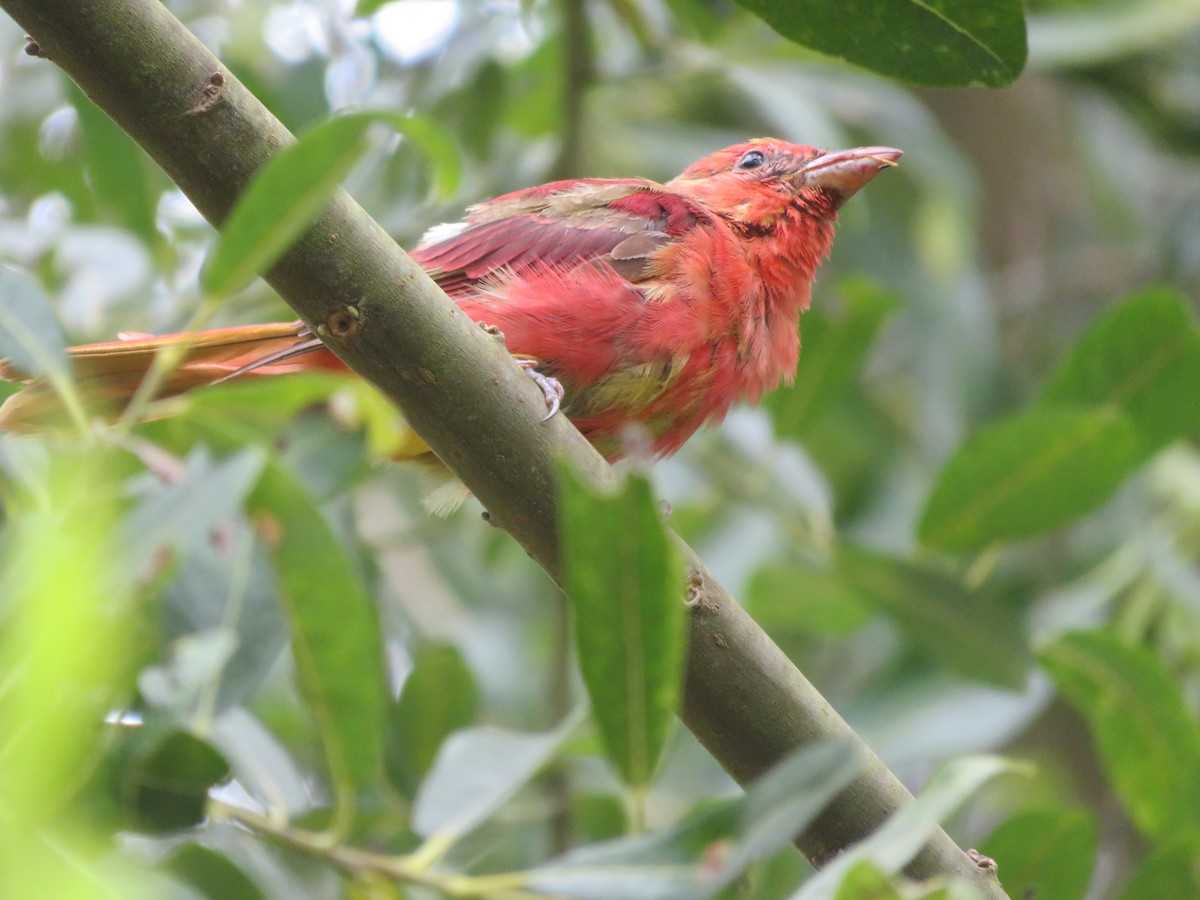 Summer Tanager - ML622220422