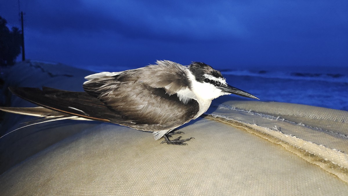 Bridled Tern - ML622220430