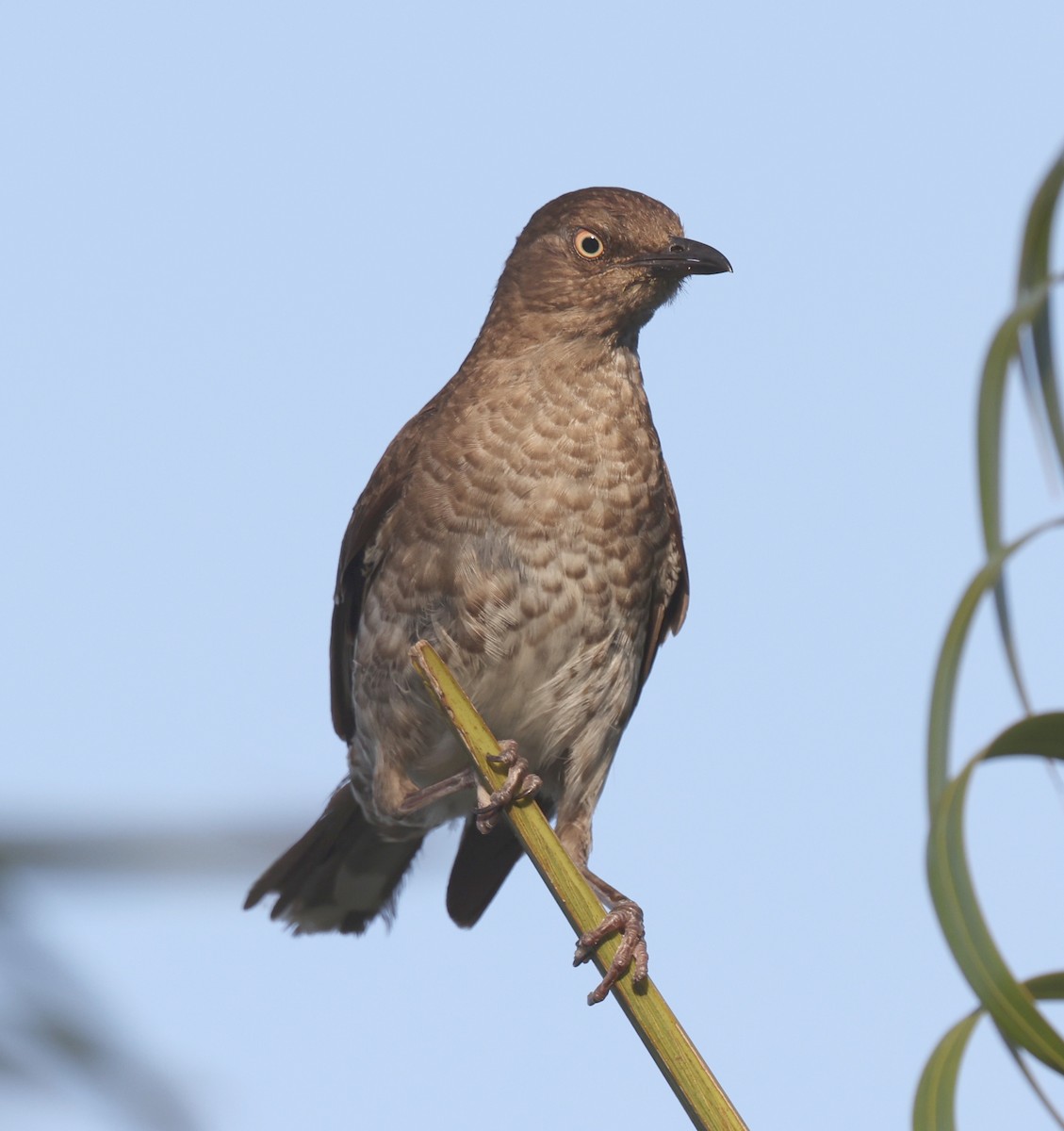 Scaly-breasted Thrasher - ML622220434