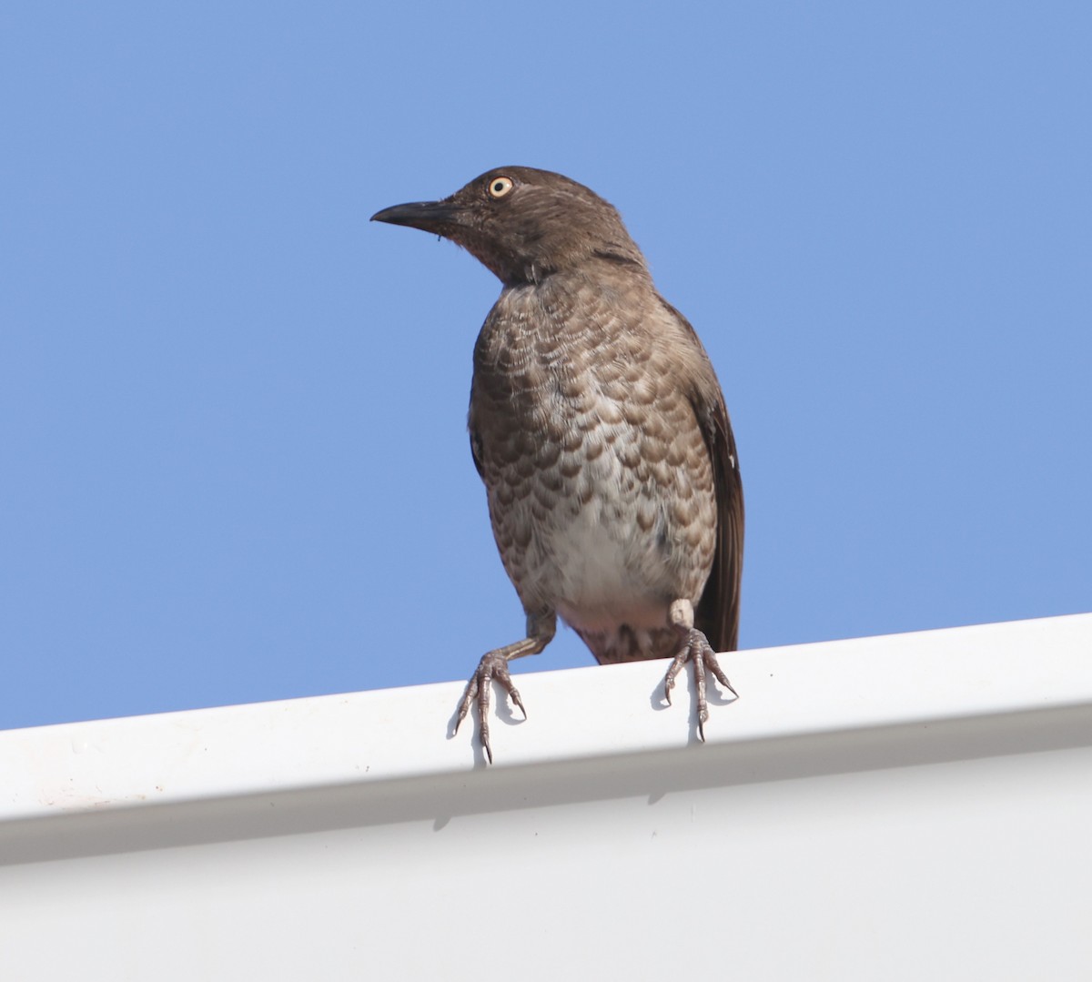 Scaly-breasted Thrasher - ML622220439