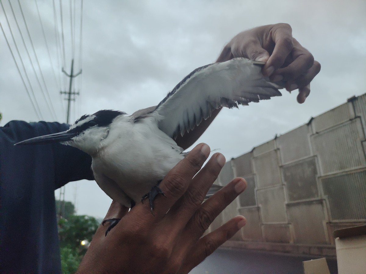 Bridled Tern - ML622220440