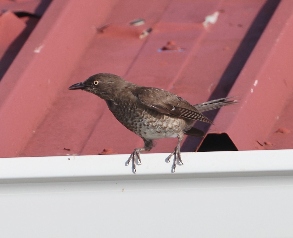 Scaly-breasted Thrasher - ML622220441