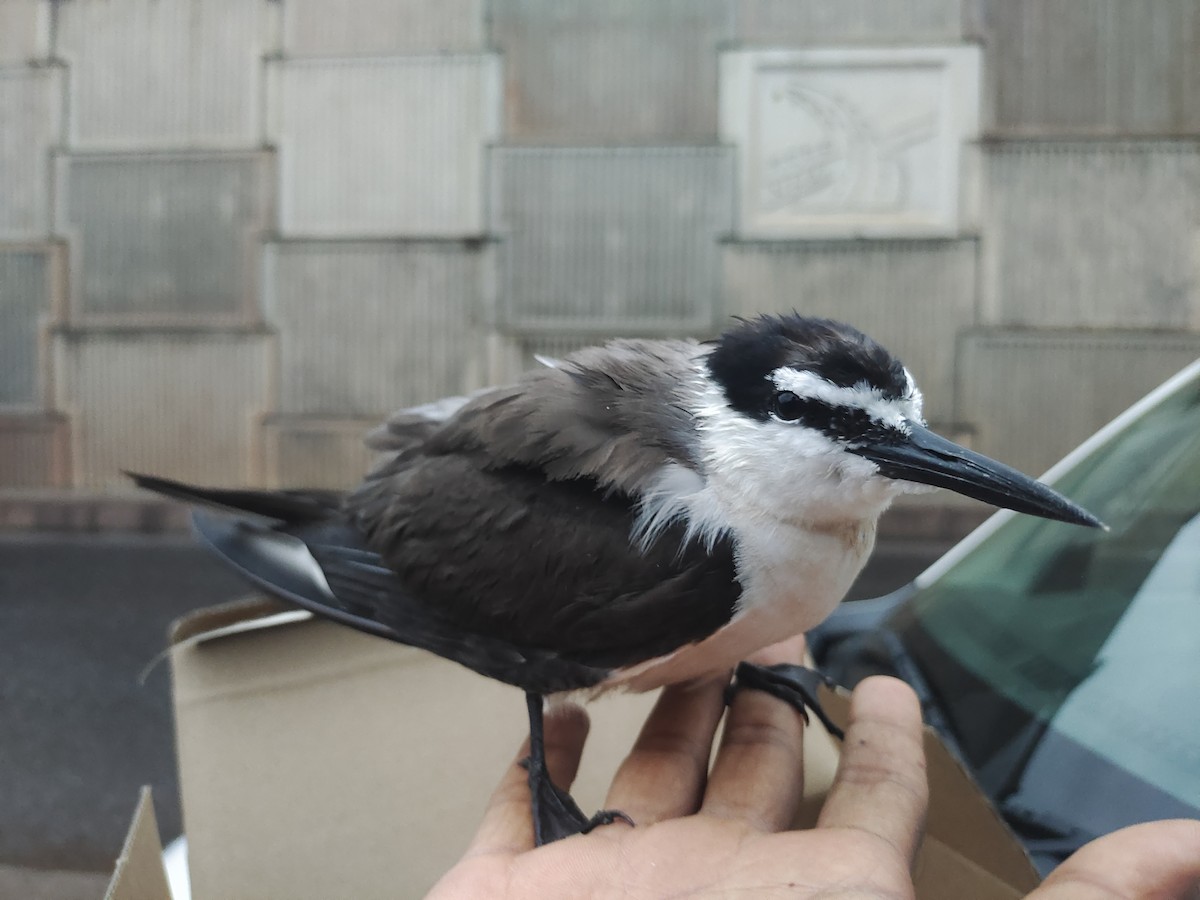 Bridled Tern - ML622220449