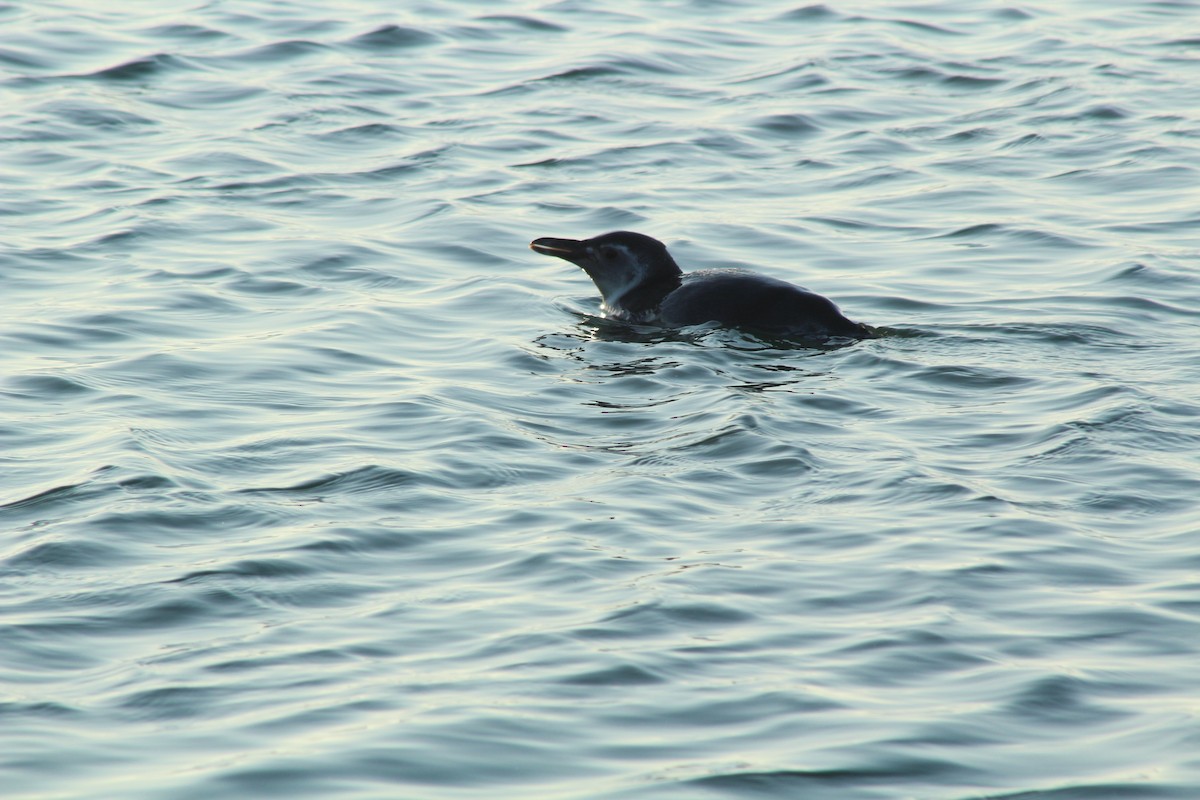 Magellanic Penguin - ML622220499