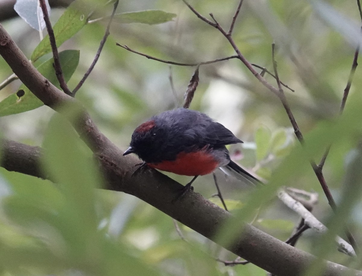 Slate-throated Redstart - ML622220506