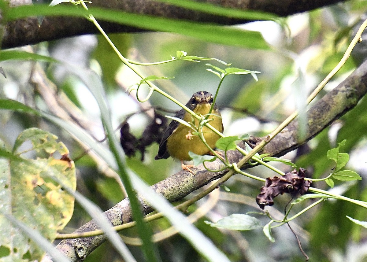 Golden-crowned Warbler - Lisa Schaller