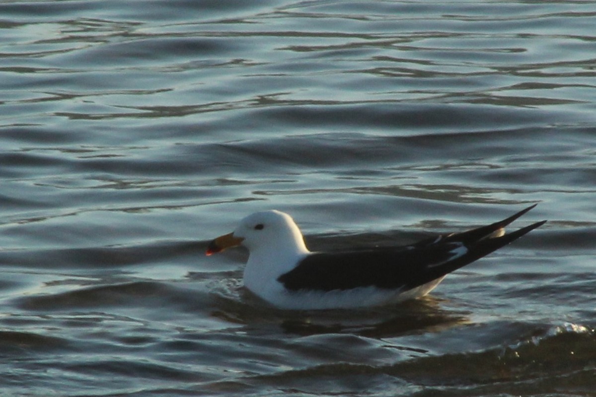 Olrog's Gull - ML622220551